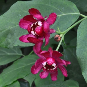 3 Pack Sweetshrub (Calycanthus Floridus) Bare-Root Plant - Fragrant Outdoor Shrub - Image 1