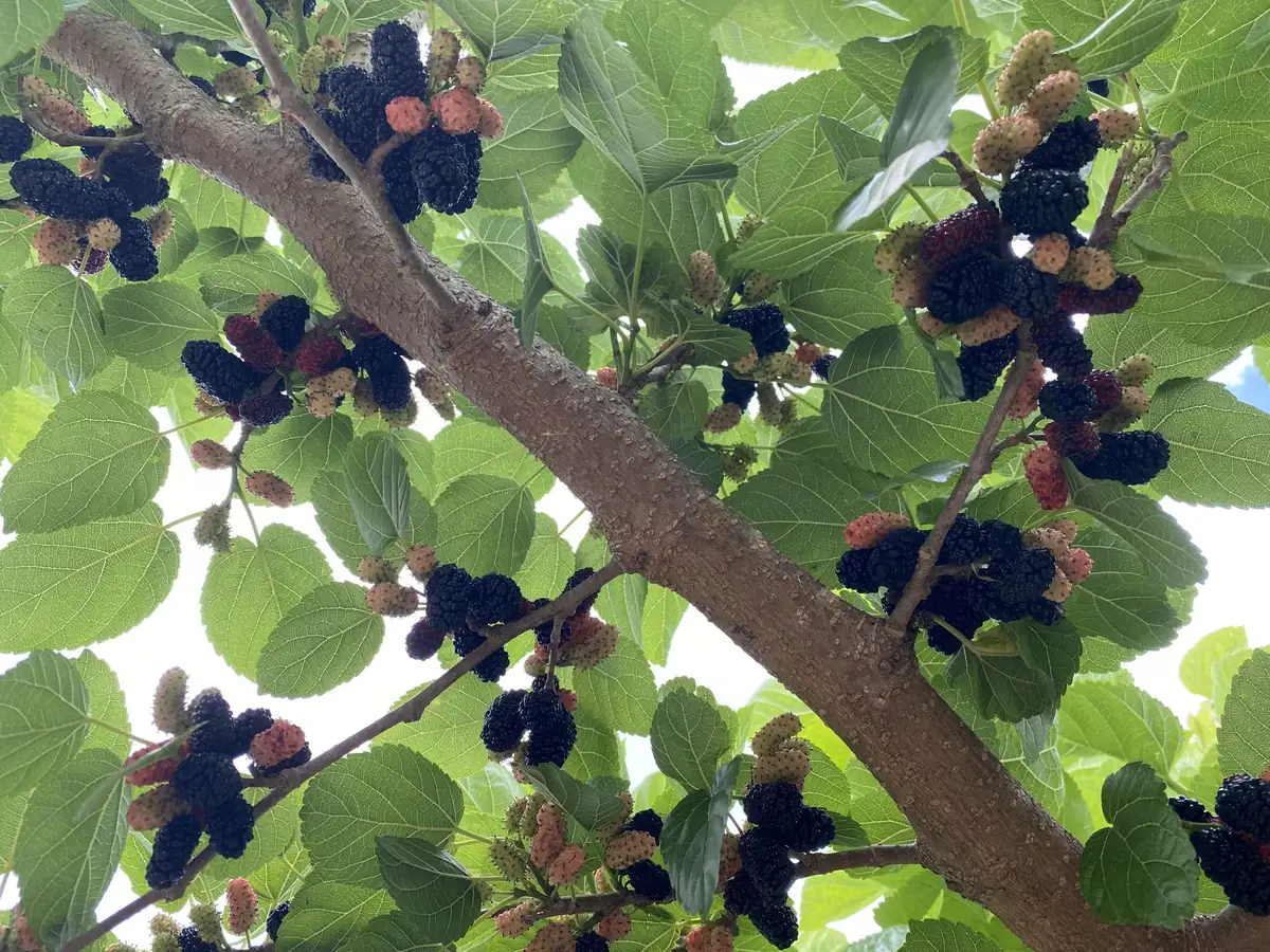 3 Pakistan Mulberry Tree Starter Plugs - Morus macroura Live Fruit Trees, USDA Zones 7-10 - Image 3