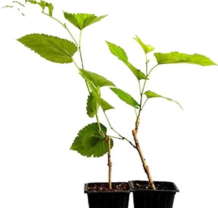 3 Pakistan Mulberry Tree Starter Plugs - Morus macroura Live Fruit Trees, USDA Zones 7-10 - Image 7