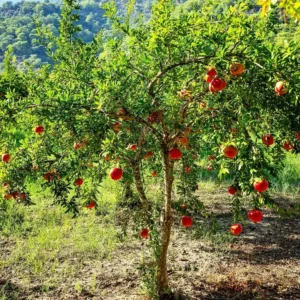 3 Parfianka Pomegranate Tree Starter Plants - Punica granatum 'Parfianka' Live - Image 8