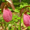 3 Pink Lady's Slipper Orchid Live Bare Root Plant - Cypripedium Acaule - Blooming Size - Image 1