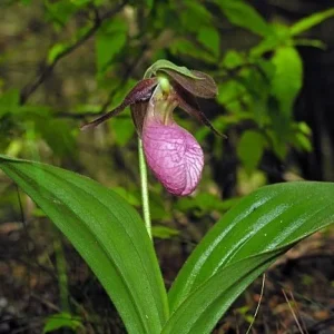 3 Pink Lady's Slipper Orchid Live Bare Root Plant - Cypripedium Acaule - Blooming Size - Image 4