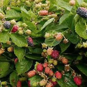 3 Prime Ark 45 Blackberry Plant Bare Root – Primocane Fruiting Bush – Outdoor - Image 3