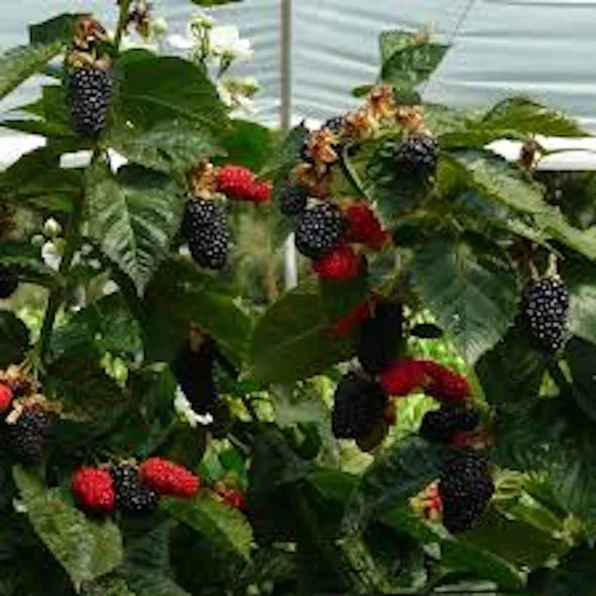 3 Prime Ark Freedom Blackberry Plant Thornless Rubus Starter Plant Bare Root Fruit Bush - Image 2