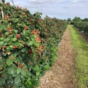 3 Prime Ark Freedom Blackberry Plant Thornless Rubus Starter Plant Bare Root Fruit Bush - Image 3