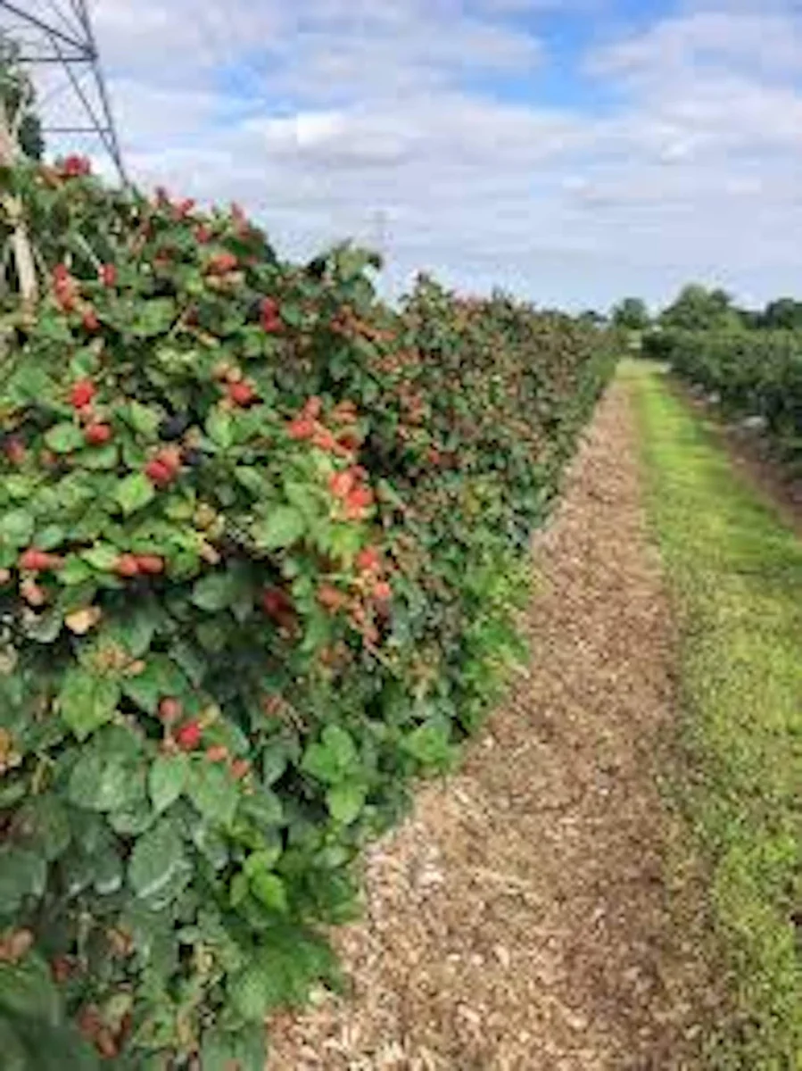 3 Prime Ark Freedom Blackberry Plant Thornless Rubus Starter Plant Bare Root Fruit Bush - Image 3