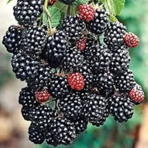 3 Prime Ark Freedom Blackberry Plant Thornless Rubus Starter Plant Bare Root Fruit Bush - Image 4