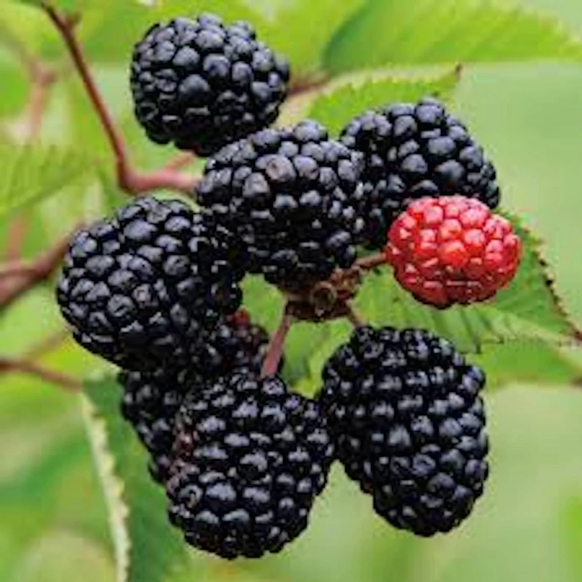 3 Prime Ark Freedom Blackberry Plant Thornless Rubus Starter Plant Bare Root Fruit Bush - Image 1