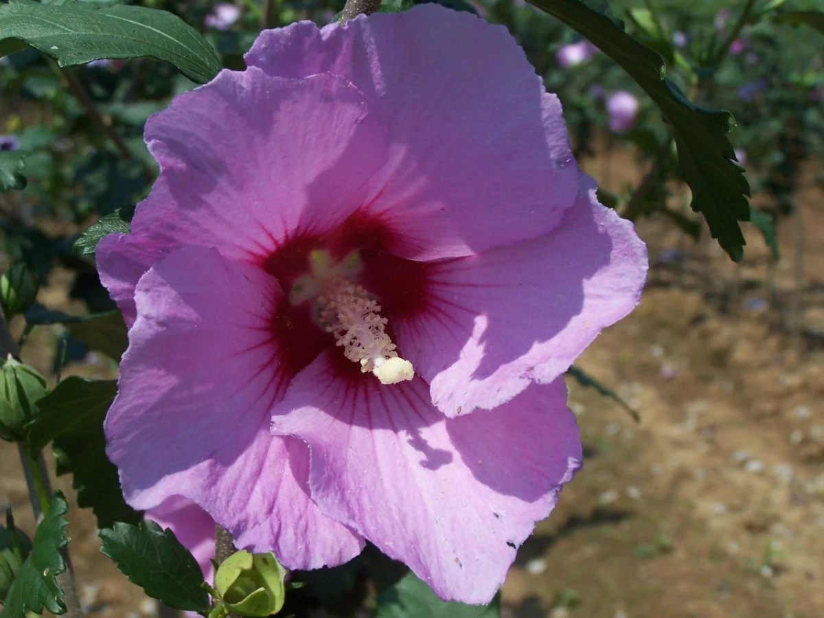 3 Purple Althea Tree Bare Root Plants - Hibiscus Syriacus - Zones 5-8 - Image 2