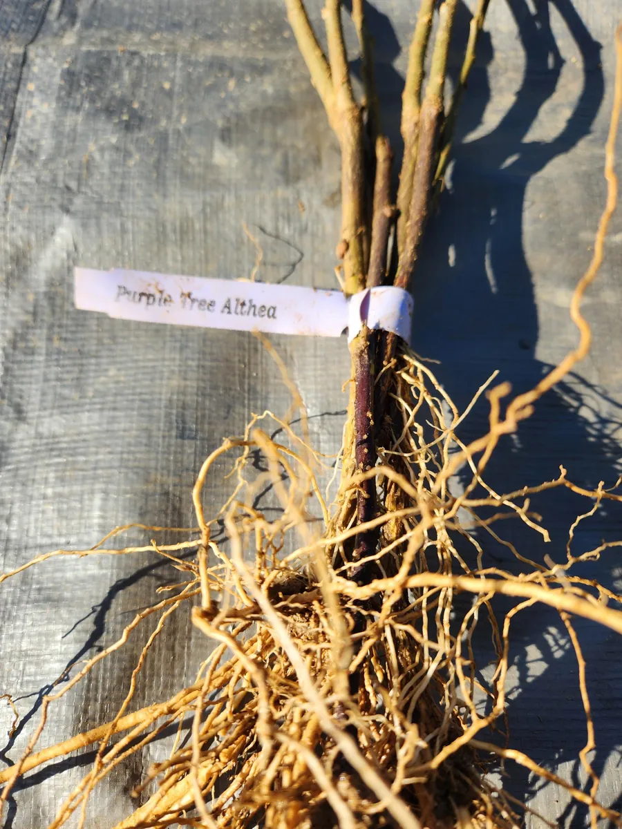 3 Purple Althea Tree Bare Root Plants - Hibiscus Syriacus - Zones 5-8 - Image 3
