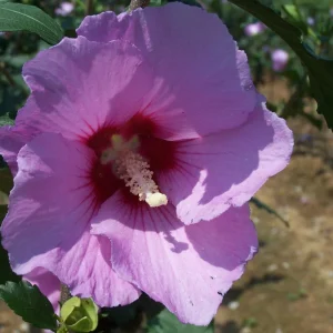 3 Purple Althea Tree Bare Root Plants - Hibiscus Syriacus - Zones 5-8 - Image 1