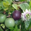 3 Purple Passion Fruit Starter Live Plant Possum Passiflora edulis Self-Fertile - Image 1
