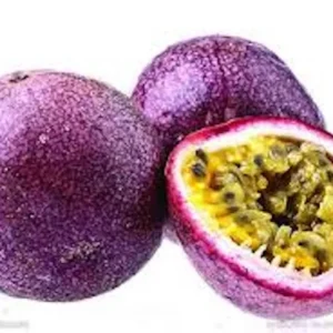 3 Purple Passion Fruit Starter Live Plant Possum Passiflora edulis Self-Fertile - Image 2