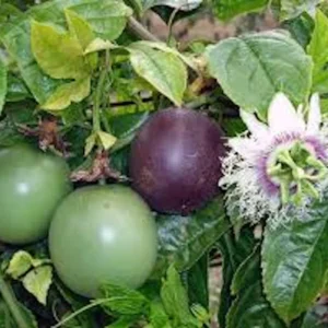 3 Purple Passion Fruit Starter Live Plant Possum Passiflora edulis Self-Fertile - Image 1