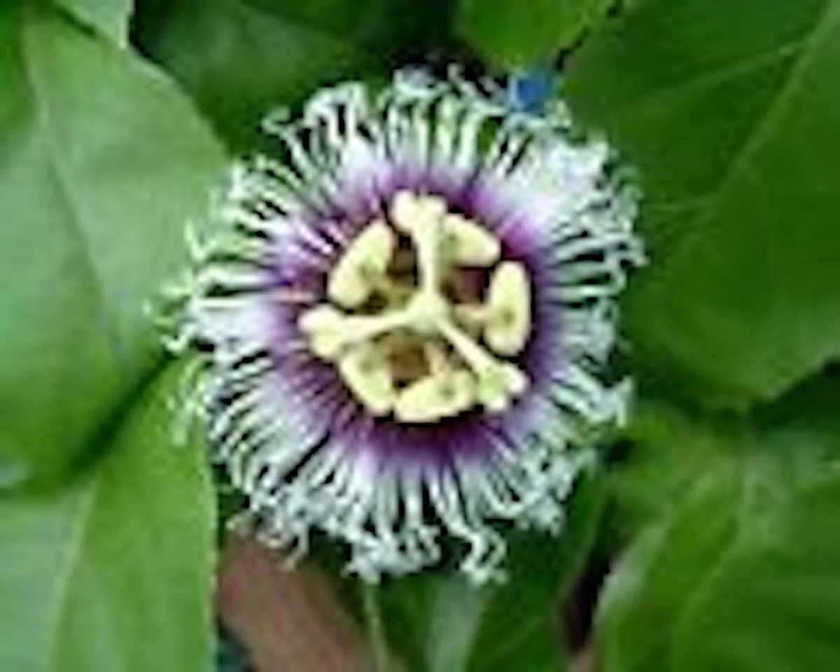 3 Purple Passion Fruit Starter Live Plant Possum Passiflora edulis Self-Fertile - Image 4