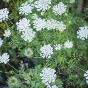 3 Queen Anne's Lace Bare Root Plants - Daucus Carota Medicinal Herb - Image 3