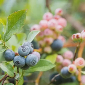3 Rebel Blueberry Starter Plug Live Plant - Vaccinium corymbosum - Southern Highbush - Image 2