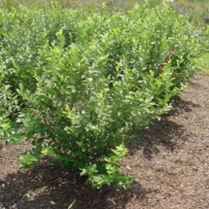 3 Rebel Blueberry Starter Plug Live Plant - Vaccinium corymbosum - Southern Highbush - Image 7