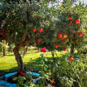 3 Salavatski Pomegranate Tree Starter Plants - Cold Hardy Punica granatum - Image 3