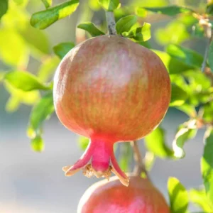 3 Salavatski Pomegranate Tree Starter Plants - Cold Hardy Punica granatum - Image 6