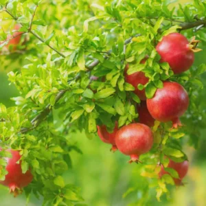 3 Salavatski Pomegranate Tree Starter Plants - Cold Hardy Punica granatum - Image 8