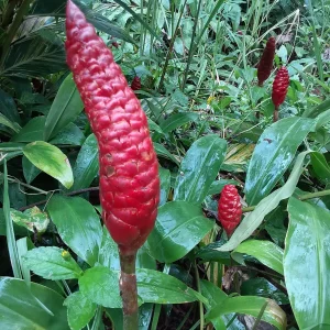 3 Shampoo Ginger Rhizomes - Zingiber zerumbet Pine Cone Ginger Plant - Image 3