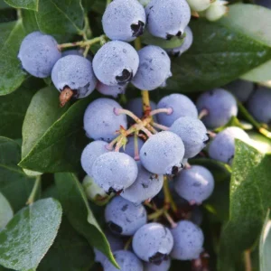 3 Sharpe Blue Blueberry Starter Plugs Vaccinium corymbosum - Live Plant - Image 1