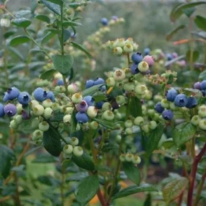 3 Sharpe Blue Blueberry Starter Plugs Vaccinium corymbosum - Live Plant - Image 7