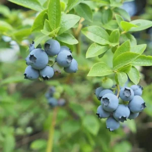 3 Sharpe Blue Blueberry Starter Plugs Vaccinium corymbosum - Live Plant - Image 8