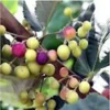 3 Sherbet Berry Plants - Grewia Asiatica Edible Fruit Starter Plant - Zones 9-11 - Image 1
