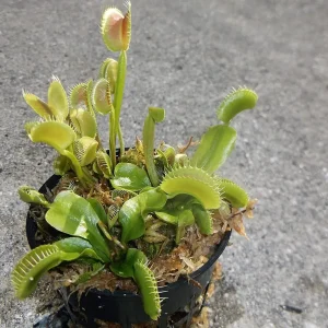 3 Small King Henry Venus Flytrap Live Plants - Carnivorous Fly Trap - Image 1