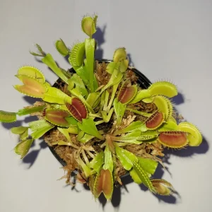 3 Small Venus Flytrap (Dionaea Muscipula) Live Carnivorous Plants, Indoor/Outdoor - Image 3