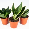 3 Snake Plant Assorted Variety Live Plant – Sansevieria Indoor Houseplant - Image 1