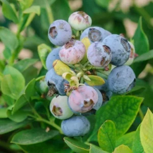 3 Springhigh Blueberry Starter Plug Live Plants - Vaccinium corymbosum - Low Chill - Image 2