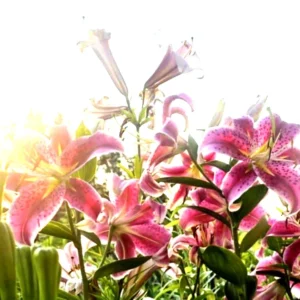 3 Stargazer Oriental Lily Bulbs - Pink & White Fragrant Flowers for Butterfly Garden - Image 2