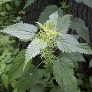 3 Stinging Nettle Bare Roots - Urtica dioica Organic Transplant - Image 6