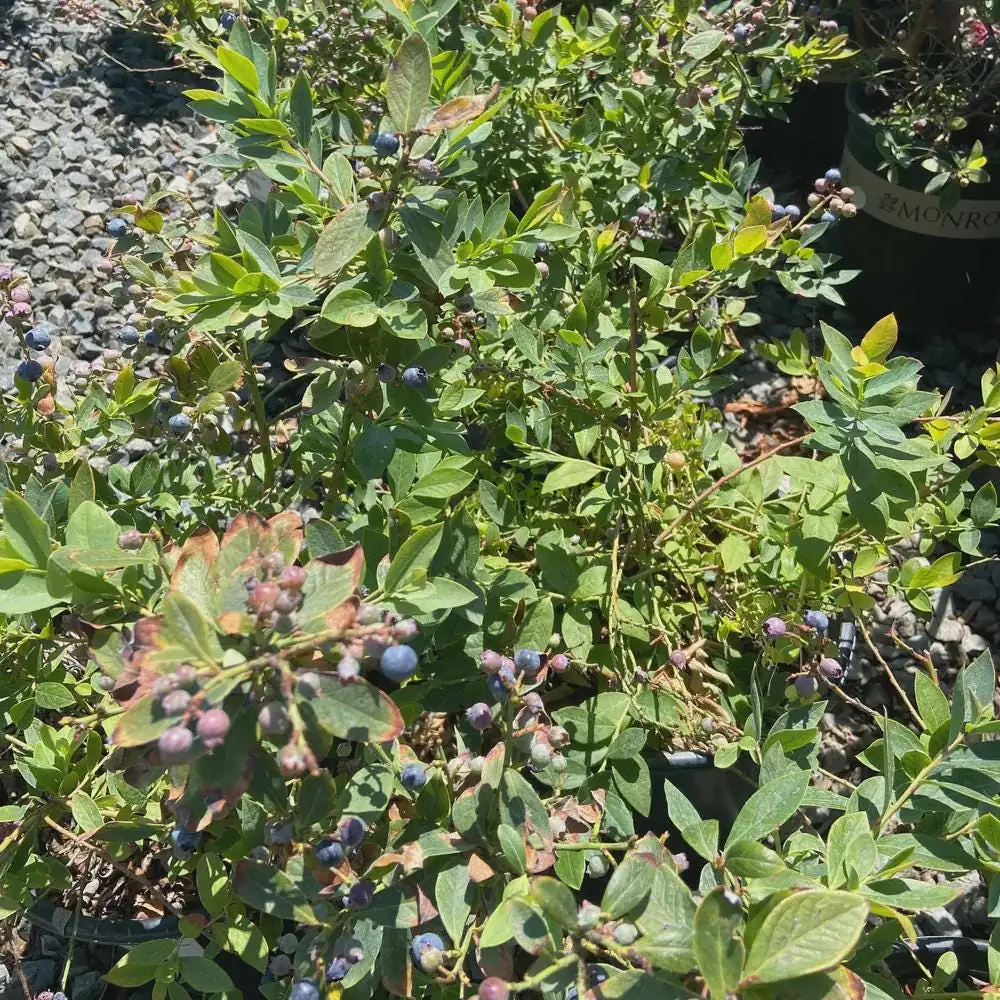 3 Sunshine Blue Blueberry Starter Plugs - Vaccinium corymbosum Live Plant - Image 3