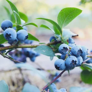 3 Sunshine Blue Blueberry Starter Plugs - Vaccinium corymbosum Live Plant - Image 6