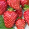 3 Tennessee Beauty Strawberry Live Plants - Junebearing Perennial Fruit - Image 1