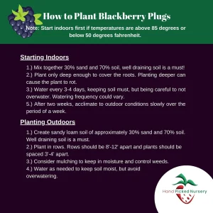 3 Thornless Blackberry Live Plants - Prime Ark Primocane Fruiting Plugs - Image 3