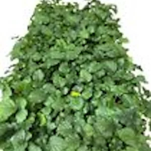 3 Thornless Boysenberry Live Plant Starters - Perennial Fruit Bush - Image 2