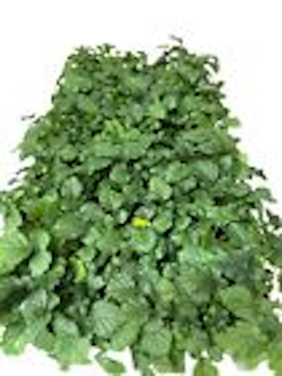 3 Thornless Boysenberry Live Plant Starters - Perennial Fruit Bush - Image 2