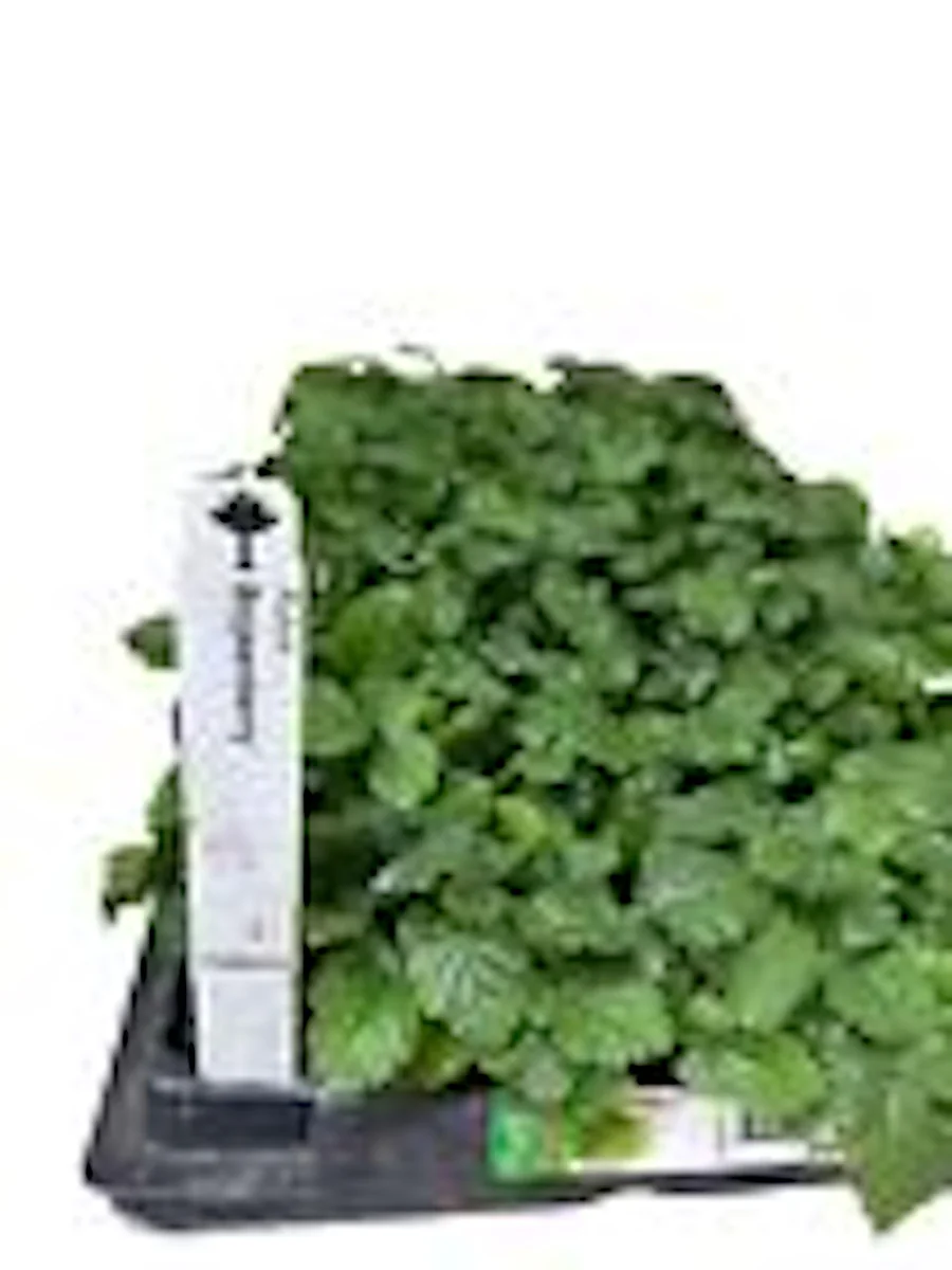 3 Thornless Boysenberry Live Plant Starters - Perennial Fruit Bush - Image 3