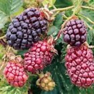 3 Thornless Boysenberry Live Plant Starters - Perennial Fruit Bush - Image 1