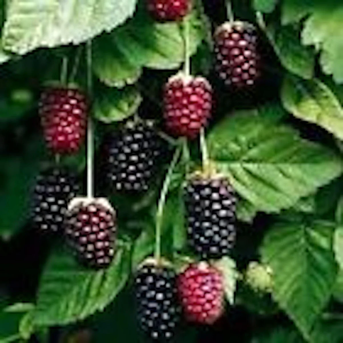 3 Thornless Boysenberry Live Plant Starters - Perennial Fruit Bush - Image 4