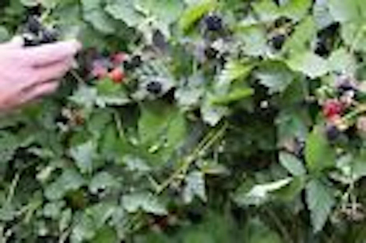 3 Thornless Boysenberry Live Plant Starters - Perennial Fruit Bush - Image 6