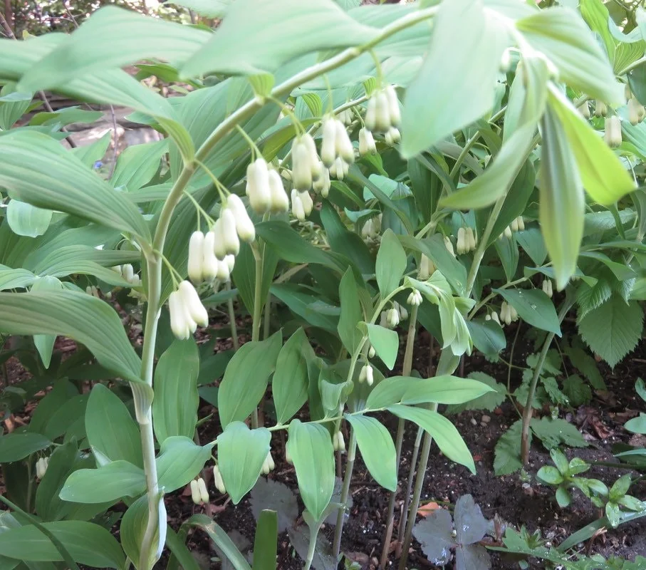 3 True Solomon Seal Bare Root Plants - Polygonatum Biflorum Perennial Wildflower - Image 1