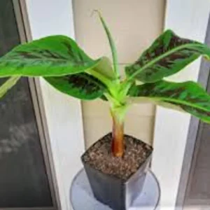 3 Truly Tiny Banana Plant Musa acuminata Live Starter Plant - Indoor/Outdoor - Image 2