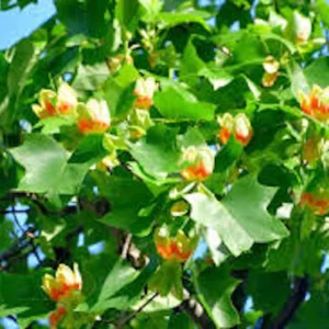 3 Tulip Poplar Tree 12-24in Tall Bare Root - Fast Growing Shade Tree - Image 2