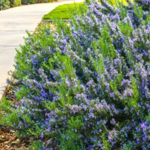 3 Tuscan Blue Rosemary Live Plants - 5-8